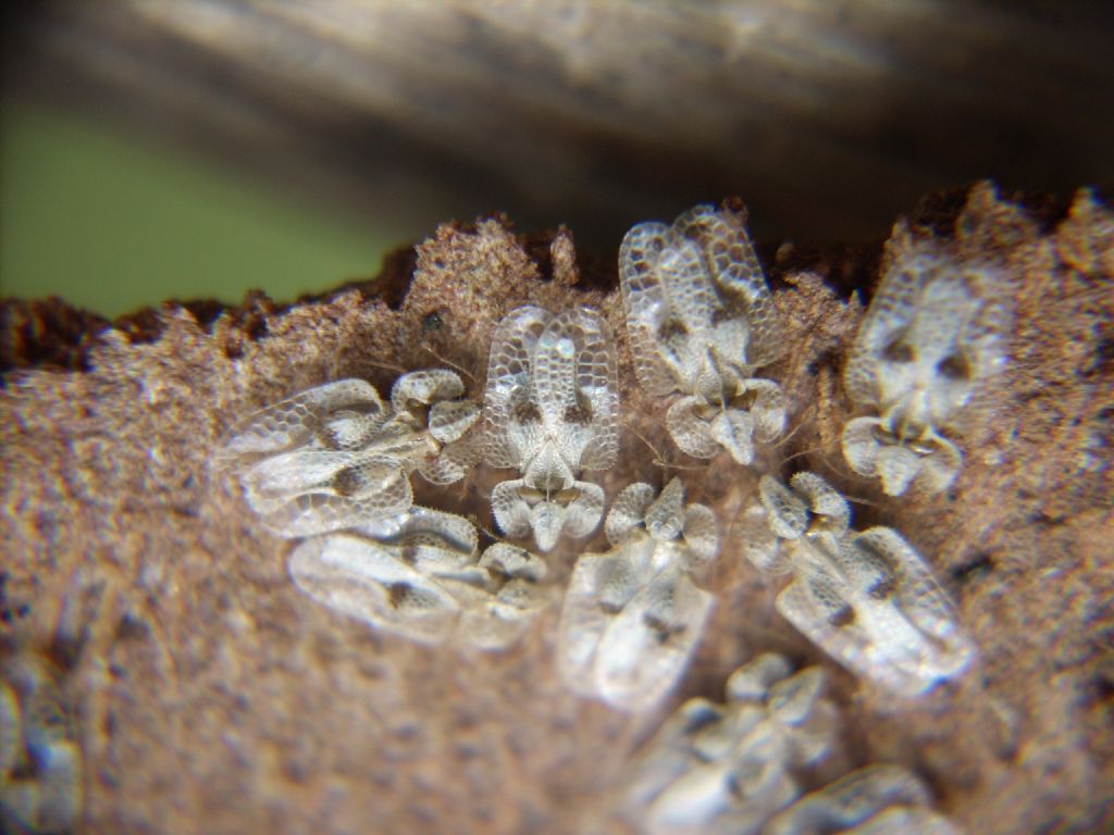 Tingidae:  Corythucha ciliata